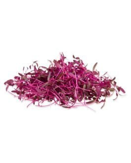 RED AMARANTH